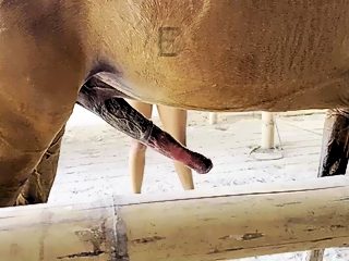 Horse and woman sex video