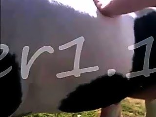 Man sucks horse cock