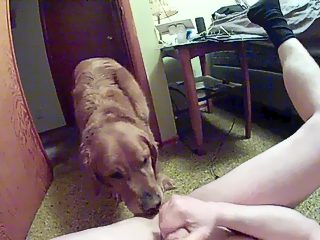 Dog licks cock