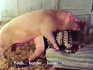 Animal porn with pig compilation