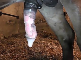 Active horse sex compilation