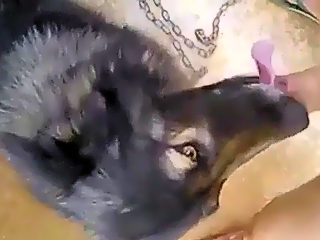 Dog sucking dick