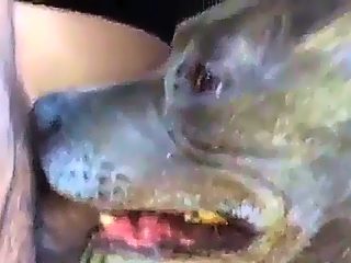 Dog sucks man