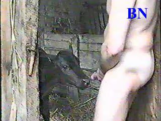 Man cow sex at barn