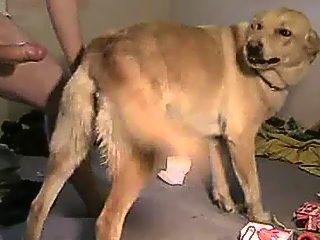 Man fucks female dog