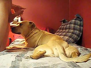 Dog lick boy's cock. Home man bestiality