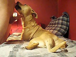 Dog lick boy's cock. Home man bestiality