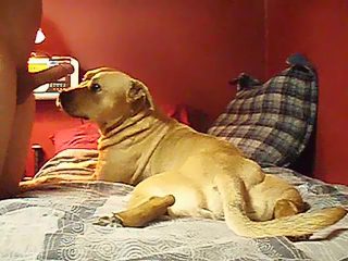 Dog lick boy's cock. Home man bestiality