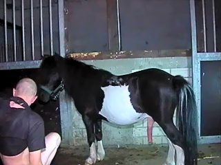 Man has sex with horse