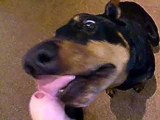 Gay dog blowjob compilation