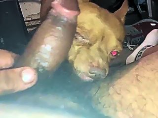 Dog sucks dick