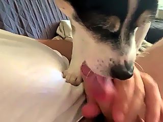 Dog sucks dick