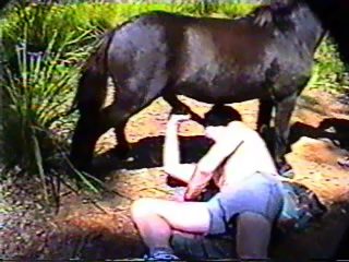 Gay horse suck