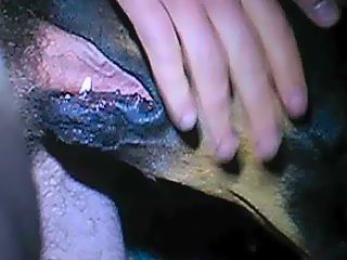 Dog suck mans cock and lick ass