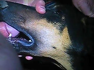 Dog suck mans cock and lick ass