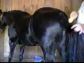 Man fucked horse's pussy