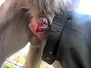 Man dog cum compilation