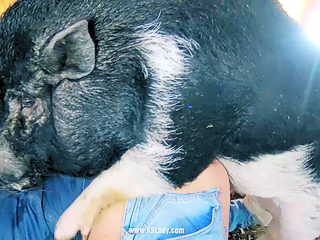 Animal porn pig