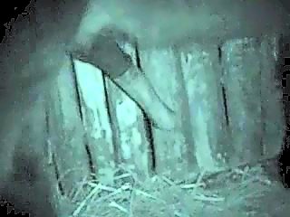 Man vs horse sex video