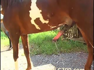 Girl sucks horse. Free latin bestiality porn
