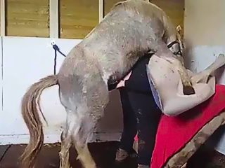 Horse fuck a man