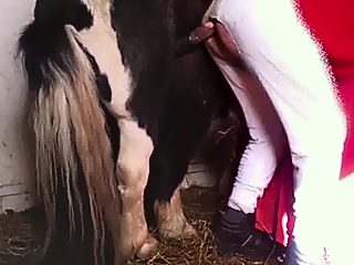 Horse fuck a man