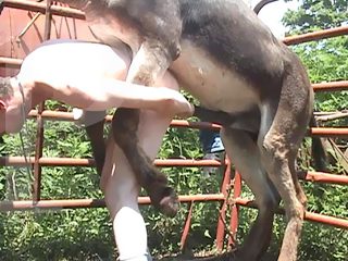 Man and donkey sex