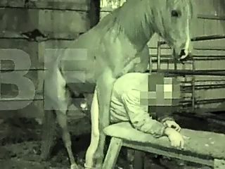 Man and donkey sex