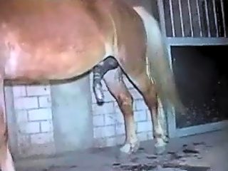 Man jerk horse off