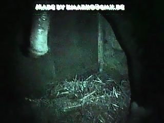 Gay man jerkoff horse