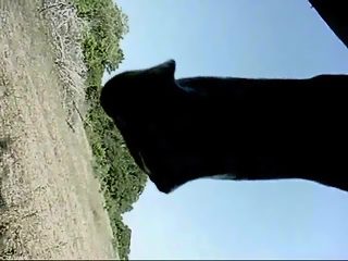 Gay man jerkoff horse