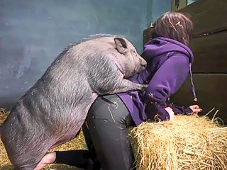 Pig beastiality porn