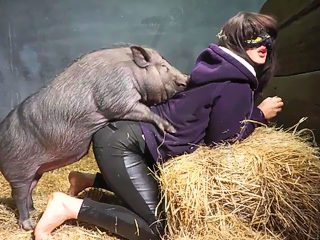 Pig beastiality porn