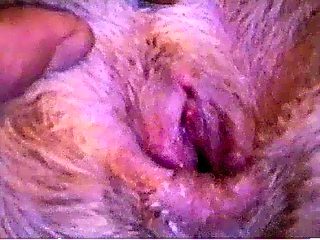 Man animal mating sex