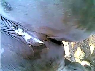 Mare creampie compilation