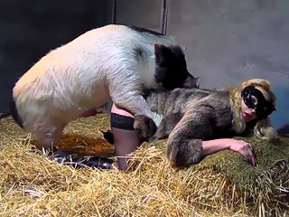 Pig and woman sex