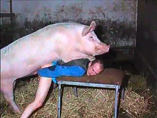 Porn man with pig. Humam is passive and give ass for fuck