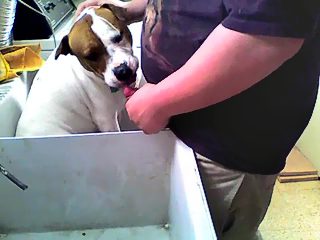 Amateur beastiality blowjob compilation