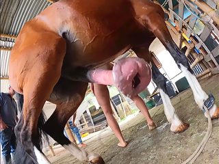 XXX girl horse