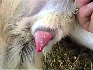 Retro dog handjob cumpilation