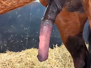Man and horse sex
