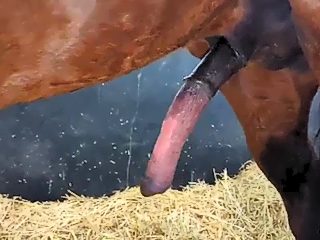 Man and horse sex