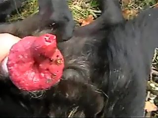 Dog cock handjob compilation