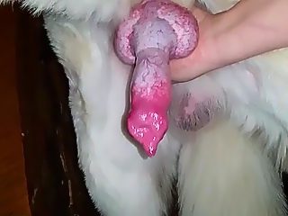 Dog jerkoff