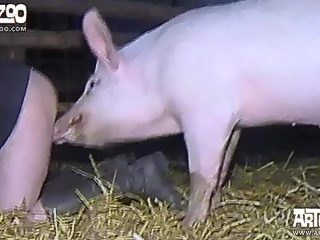 Pig sex porn