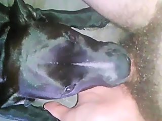 Dog licks man dick