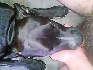 Dog licks man dick