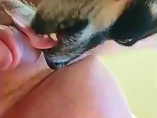 Dog licks man dick