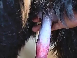 Dog dick rubbing man cock