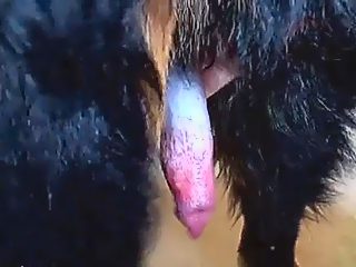 Dog dick rubbing man cock